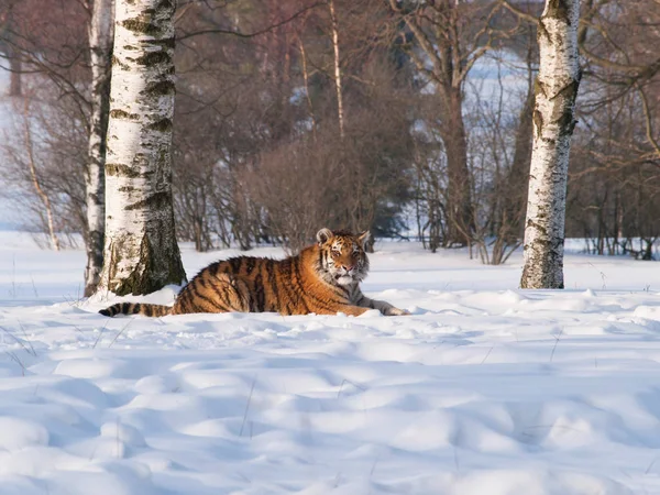 Sibirischer Tiger ruht sich im Schnee aus - panthera tigris altaica — Stockfoto