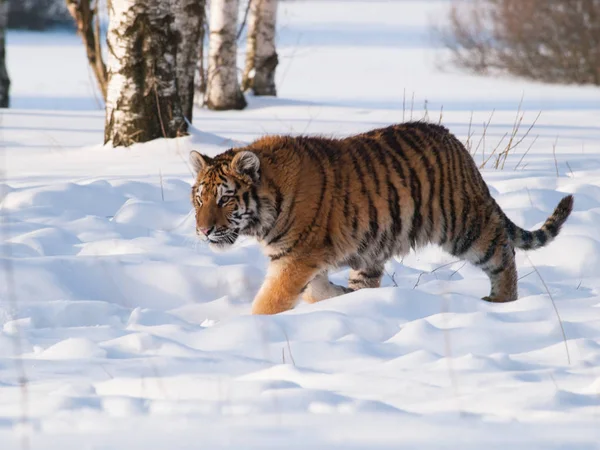 Chodící sibiřského tygra v bouřlivé zimní přírody - Panthera tigris altaica — Stock fotografie