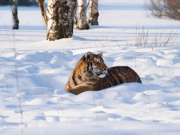 Sibirischer Tiger liegt auf Schnee im Wald - panthera tigris altaica — Stockfoto