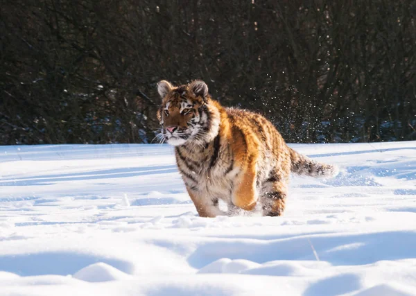 Jagd auf die sibirische Tigerpanthera tigris altaica — Stockfoto