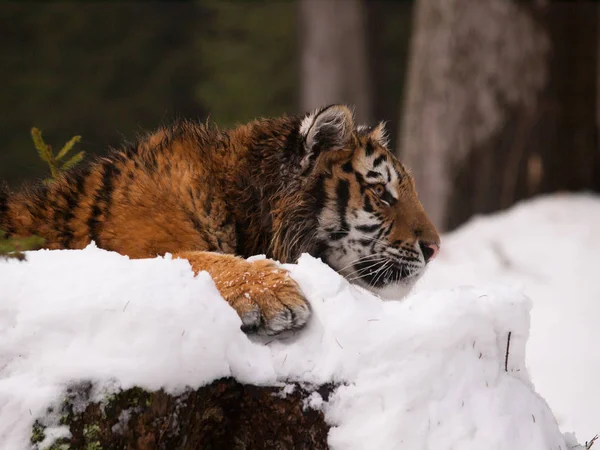 Jonge Siberische amur tijger rust - Panthera tigris altaica — Stockfoto