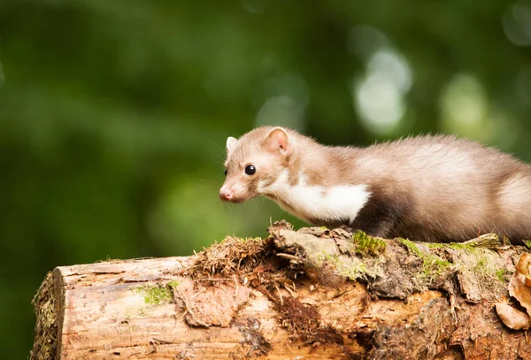 White breasted marten lying on the tree — Stock Photo, Image