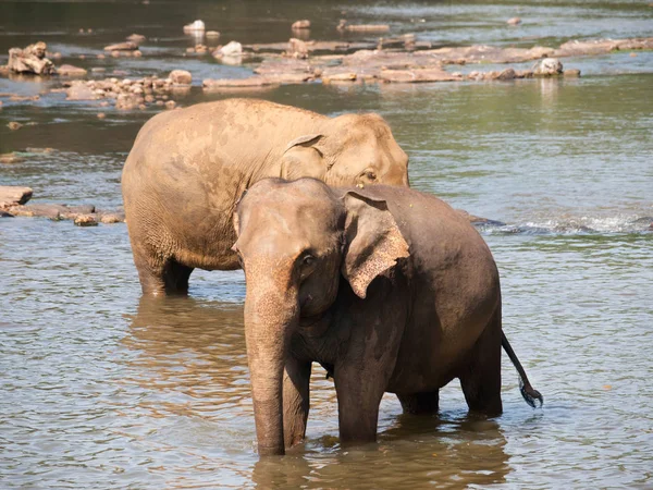 Jóvenes elefantes asiáticos bañándose en el río - Elephas maximus —  Fotos de Stock