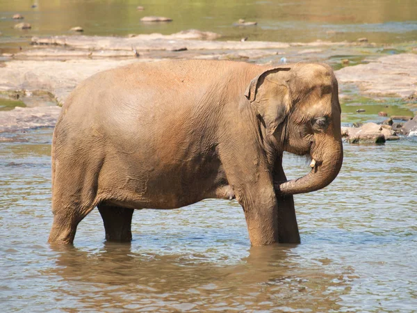 Elefante asiático bañándose en el río en Sri Lanka - Elephas maximus — Foto de Stock