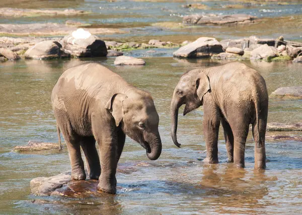 Elefante asiático bañándose en el río en Sri Lanka - Elephas maximus — Foto de Stock