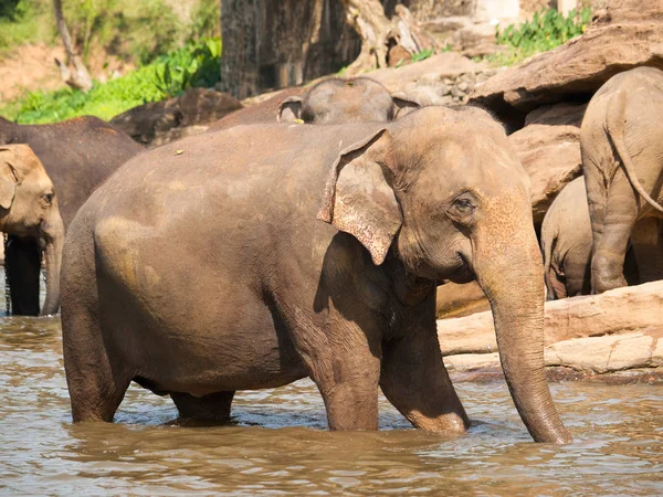 Adulto asiático elefantes teniendo baño en río - Elephas maximus —  Fotos de Stock