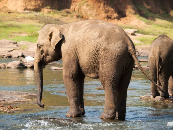 Nehir - Elephas maximus banyoda yetişkin Asya filler — Stok fotoğraf