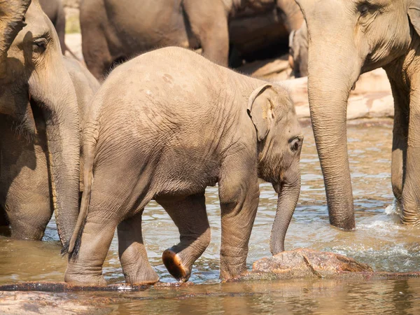 Jeune éléphant avec troupeau dans la rivière au Sri Lanka - Elephas maximus — Photo