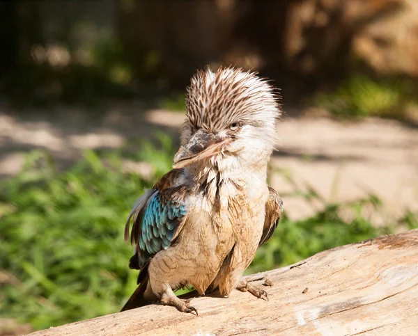 Porträt eines blauen geflügelten Kookaburra-Eisvogels - Dacelo leachii — Stockfoto