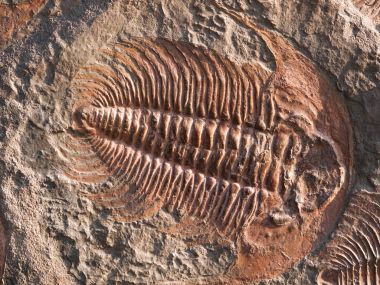 Fossil of Hydrocephalus briareus from cambrian period found in Marroco clipart