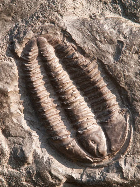 Fossiel van een trilobites vanaf het vroege Ordovicium periode gevonden in Tsjechië — Stockfoto