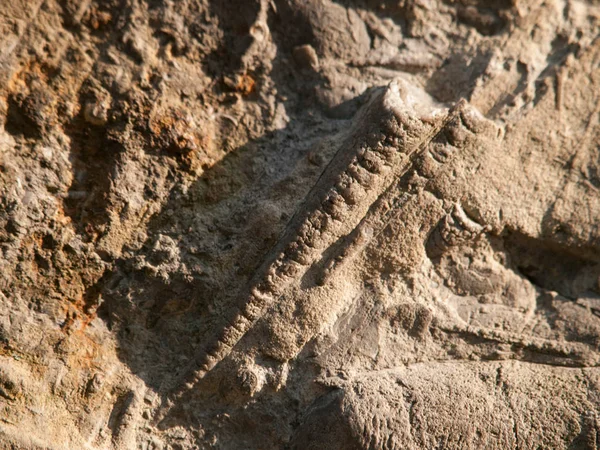 Endocerida is een uitgestorven nautiloid orderfrom de lagere Paleozoïcum met kegel-achtige afzettingen in Tsjechië gevonden — Stockfoto