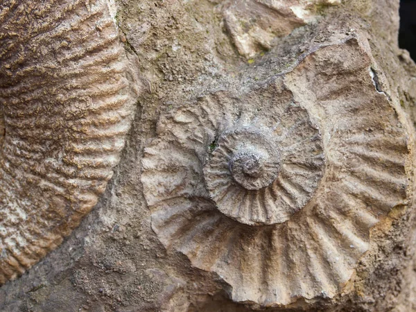 Fossiel van Scapithes amonite gevonden in Marokko, Noord-Afrika — Stockfoto