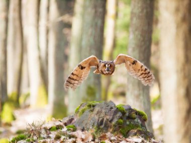 Strix otus orman - uzun kulaklı baykuş sinek