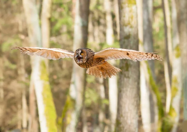 Portret latających Sowa uszata - Asio otus — Zdjęcie stockowe