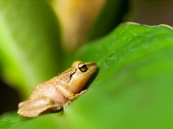 Beyaz ağaç kurbağası üzerinde yaprak - Rhacophorus Leucomystax dudaklı. — Stok fotoğraf