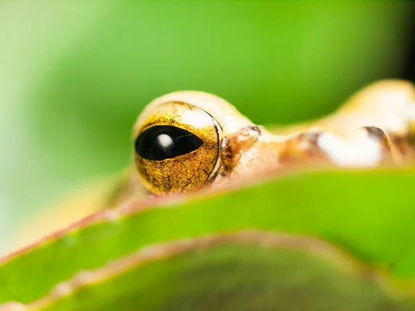 Detalhe do olho de rã-árvore comum - Hyla leucomystax — Fotografia de Stock