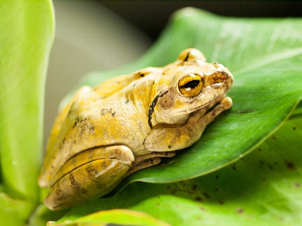 Common Tree Frog siting on leave - Polypedates leucomystax — Stock Photo, Image