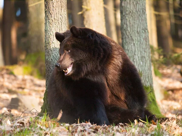 Usrsus arctos - Ours brun commun dans la forêt au printemps — Photo