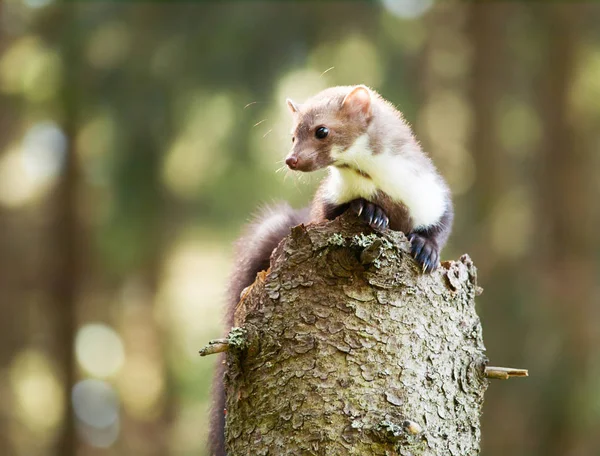 Martes foina-Stone marten observando de cerca los alrededores —  Fotos de Stock