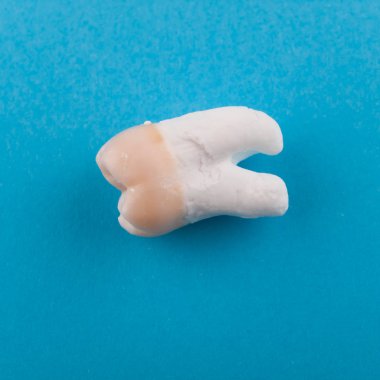 Bir tek sağlıklı yirmilik diş üstten görünüm mavi bir arka plan üzerinde