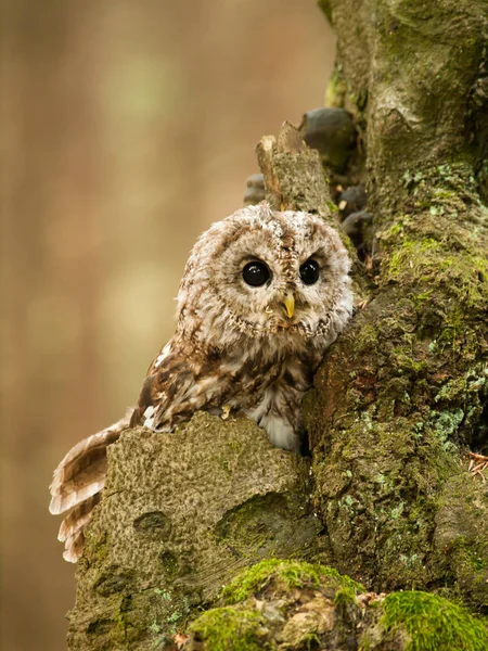 Lustiger Blick auf braune Eule - strix aluco Stockbild