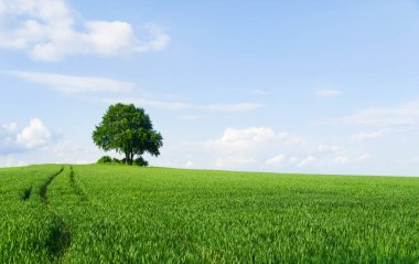 Solitary tree on the top of field in early summer clipart