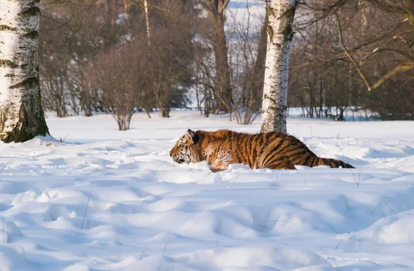 Emboscada de tigre siberiano para presa - Panthera tigris altaica — Fotografia de Stock