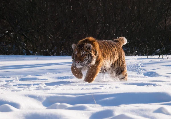 Охота на сибирского тигра - Panthera tigris altaica — стоковое фото