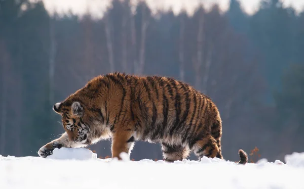 Молодой сибирский тигр веселится с куском снега - Panthera tigris altaica — стоковое фото