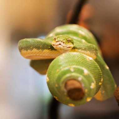 Güney yeşil python saldırı - Morelia viridis için hazırlanan
