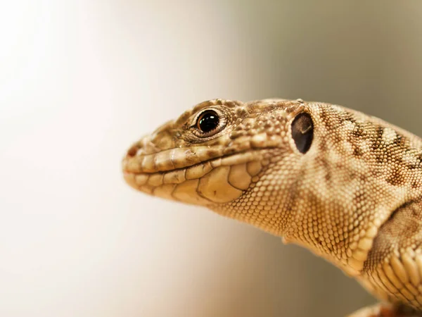 Porträt einer Zelleidechse - timon lepidus — Stockfoto