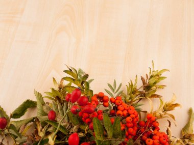 Rowanberries ve vahşi rose hips sonbahar arka plan