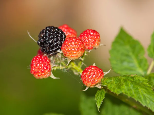 Böğürtlen yaprakları - Rubus plicatus ile olgunlaşma, şube