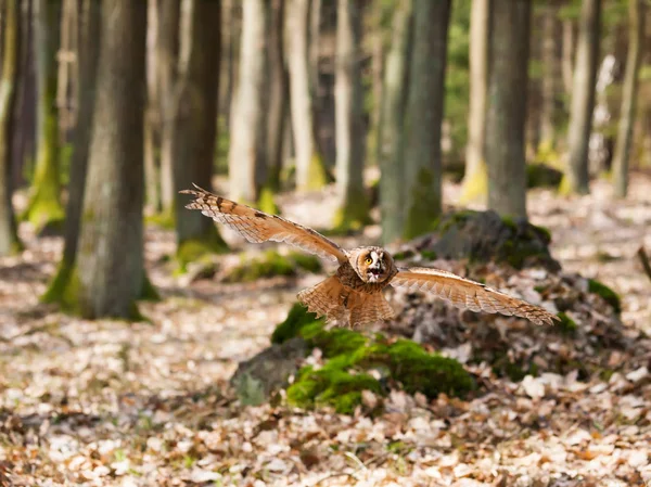 Portrait de hibou des marais volant - Asio otus — Photo