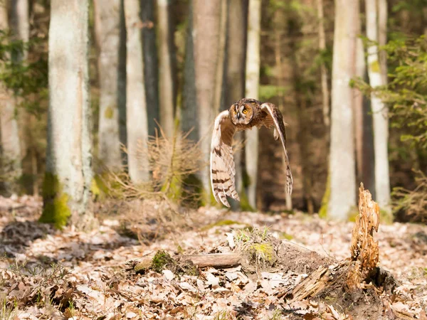 Hibou des marais battant des ailes - Asio otus — Photo