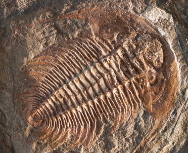 Yırtıcı trilobite hidrosefali briareus Kambriyen döneminden
