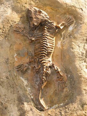 Seymouria baylorensis - articifial oyuncular fosil erken Permiyen döneminin