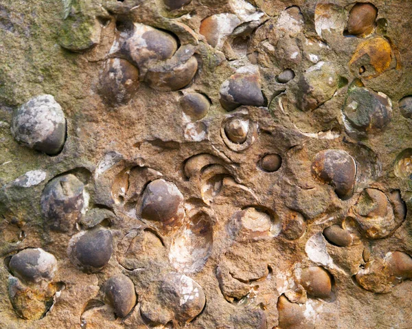 Grupo de fósiles de crustáceos tardíos de bivalvos del norte de la República Checa — Foto de Stock