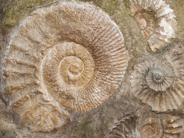 Fósil de Scapithes amonite encontrado en Marruecos, norte de África —  Fotos de Stock