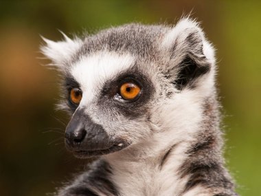 Lemur catta - Madagaskar Adası ' Ring-tailed Maki