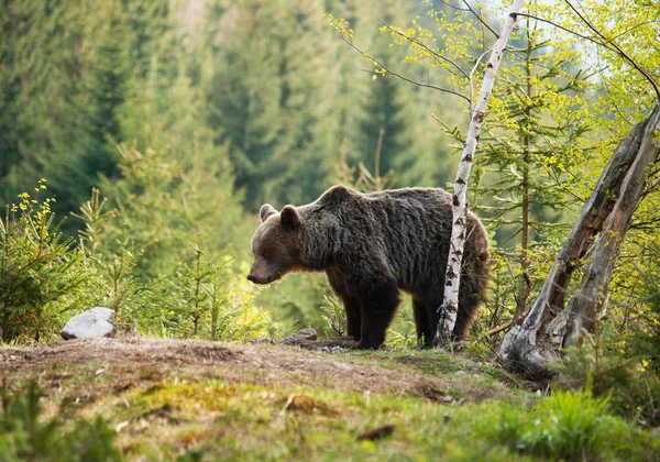Urso marrom eurasiano - ator Ursus - perto de bétula — Fotografia de Stock