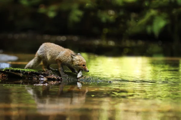 Giovane volpe rossa nel fiume che mangia pesciolini - Vulpes vulpes — Foto Stock