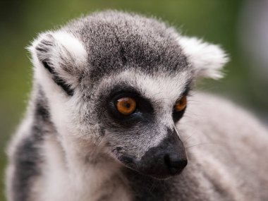 Lemur catta - halka kafa lemur Madagaskar gelen