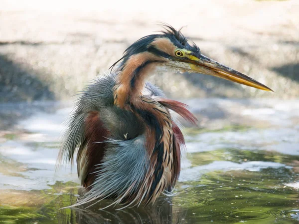 Фіолетовий чапля у воді - Ardea пурпурова — стокове фото