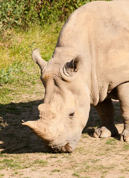 頭 bicornis - 草で牧草地に黒 rhinocero — ストック写真