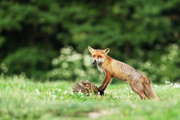 Red fox quarded offer på äng - Vulpes vulpes — Stockfoto