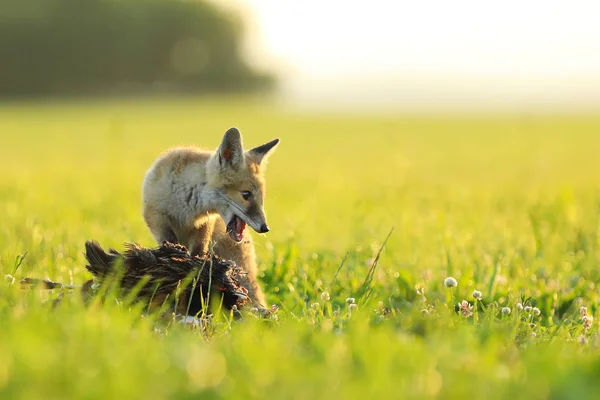 Молодая рыжая лиса лисица с утра охотится на луг - Vulpes vulpes — стоковое фото