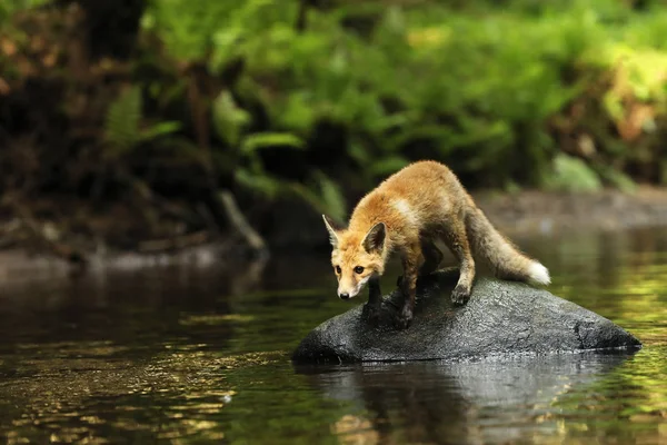 Молодой рыжий лис на камне в реке будь начеку - Vulpes vulpes — стоковое фото