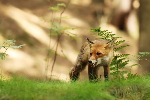 Ineengedoken red fox in bos in de zomer - Vulpes Vulpes — Stockfoto